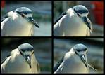 (55) black crested night heron montage.jpg    (1000x720)    262 KB                              click to see enlarged picture